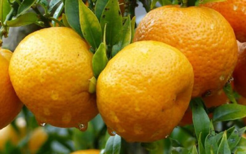 Καθολική η ζημιά των παραγωγών μανταρινιών “Κλημεντίνη”