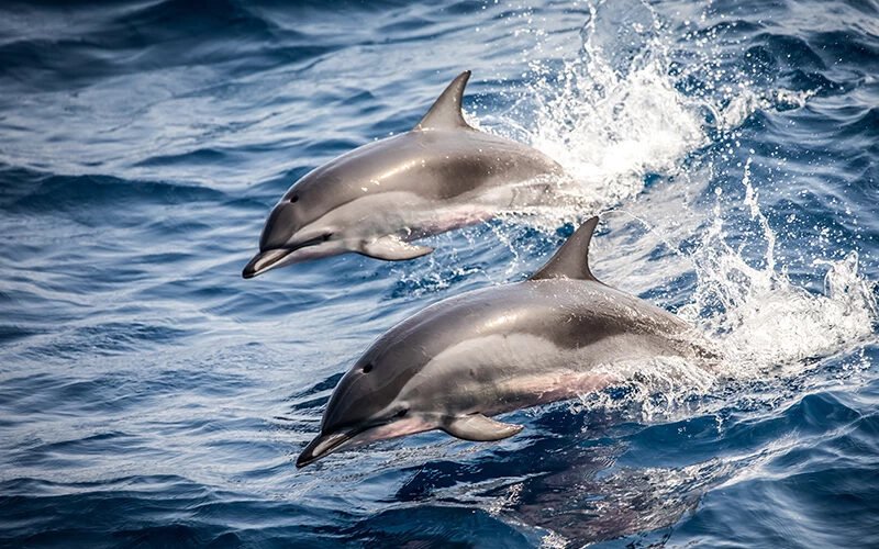 Γαλλία: Πάνω από 910 δελφίνια έχουν χάσει τη ζωή τους
