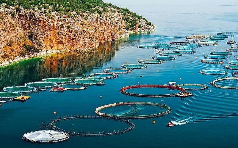 “Η Αλκυών” για τις Ιχθυοκαλλιέργειες του Κορινθιακού!