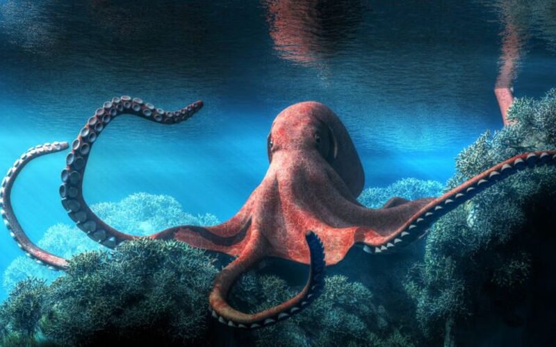 Εξίσου έξυπνα με τις γάτες αποδεικνύονται τα χταπόδια!