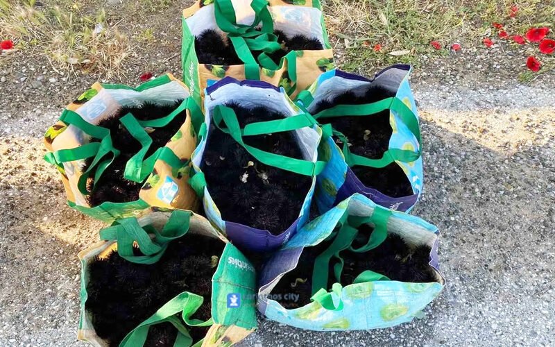 Είχε ξεπαστρέψει όλους τους αχινούς του Κορινθιακού!