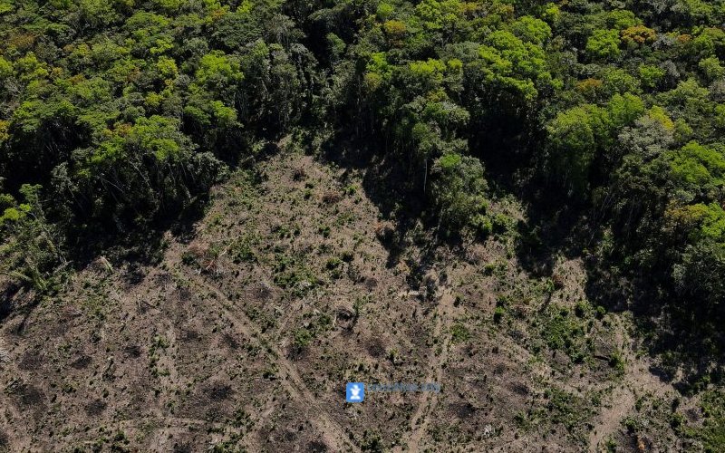 Επιτέλους καλά νέα για το τροπικό δάσος του Αμαζονίου